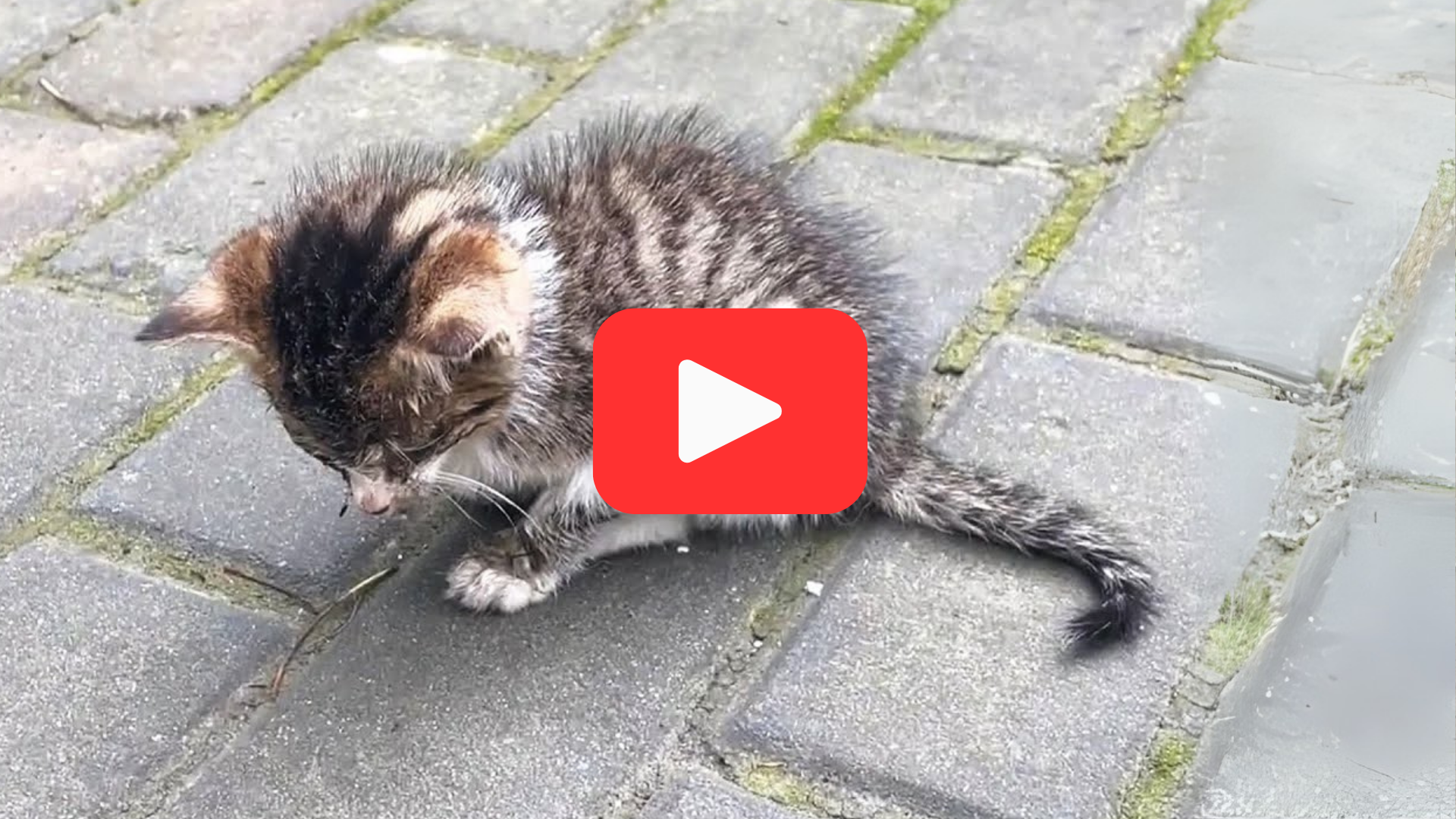 'Video thumbnail for Lost, blind, and silent—this kitten’s heartbreaking story will stay with you'