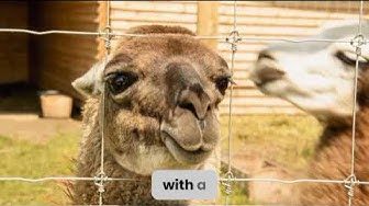 'Video thumbnail for "Exploring the Enchanting World of Llamas: 10 Fun Facts You Didn't Know"'