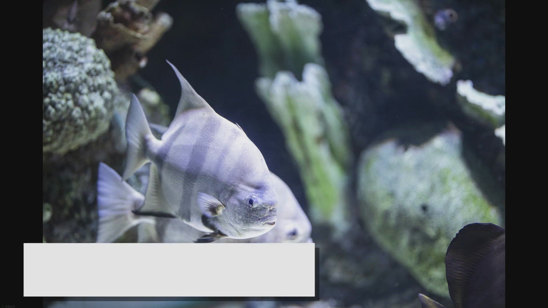 Video thumbnail for Fish Tank Aquascaping Ideas: Create a Beautiful Environment