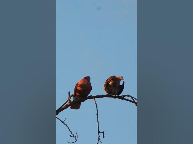 'Video thumbnail for Top Dove Wild Bird Viral/EP078 #birdnest #bird #birds #bestbird #birdofwast #birdnest'