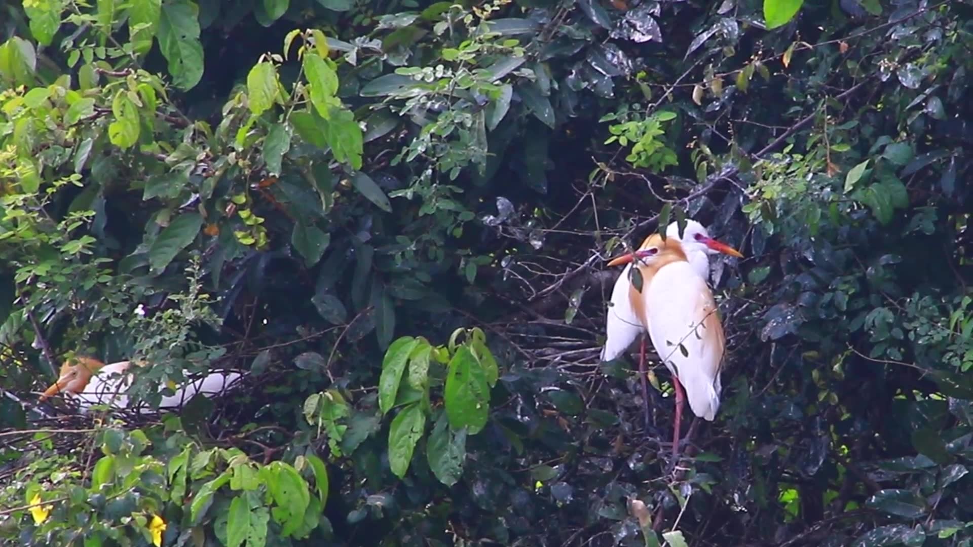 'Video thumbnail for Mother care baby bird on nest'