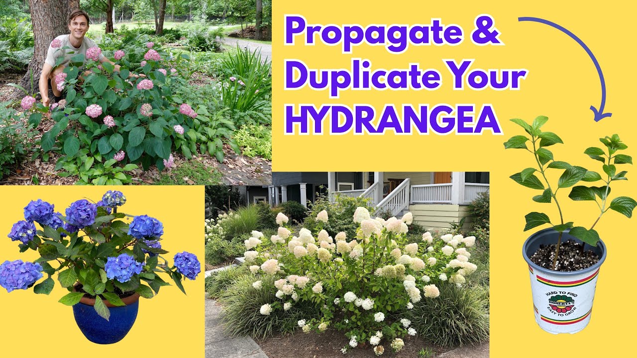 Video thumbnail for Propagate HYDRANGEA the Easy Way - Make Free Plants