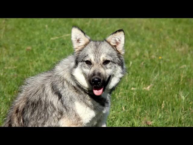 'Video thumbnail for Everything you need to know about German Shepherd puppies (GSD)'