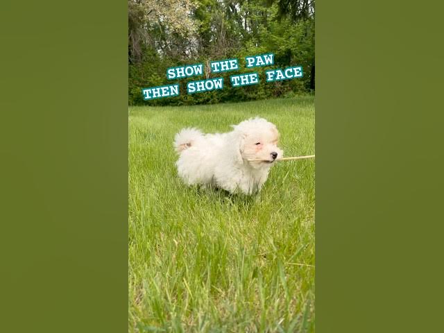 Video thumbnail for Wait for it 🐶 #shorts