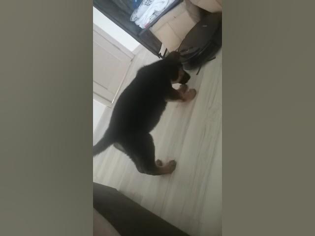 'Video thumbnail for dog vs robot #dog #gsdpuppy #gsd #germanshepherd #happydog #happy'