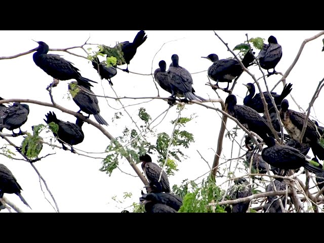 Video thumbnail for This area soil on lake for all black crow bird made nest alot