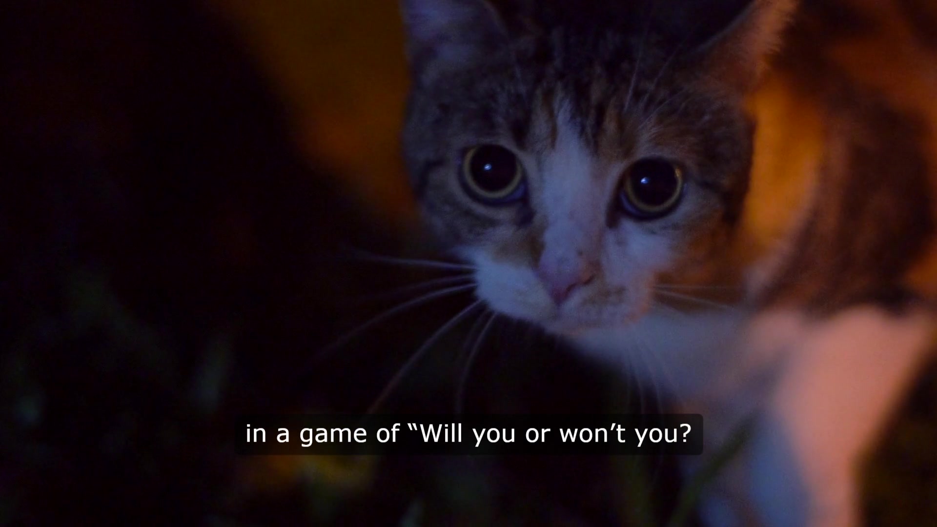 Video thumbnail for Cat Belly Dilemma