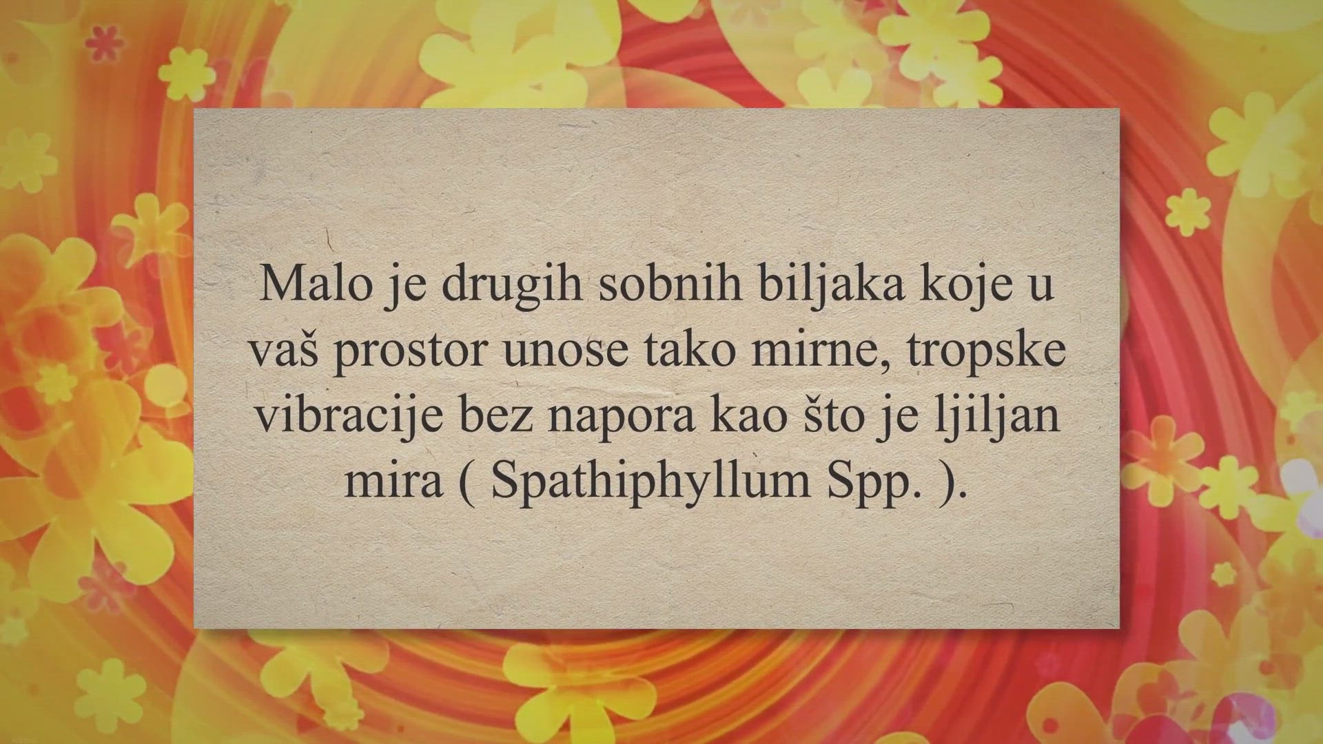 Video thumbnail for 5 problema s ljiljanima mira (i kako ih riješiti)