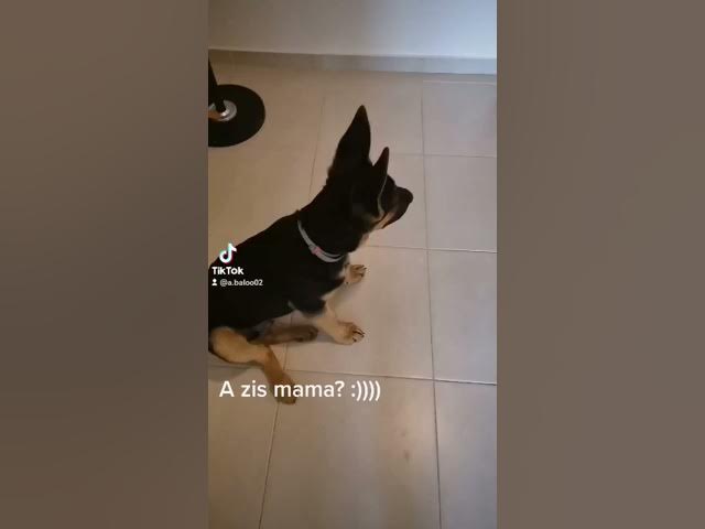 'Video thumbnail for #dog #gsdpuppy #gsd #germanshepherd #happydog #happy'
