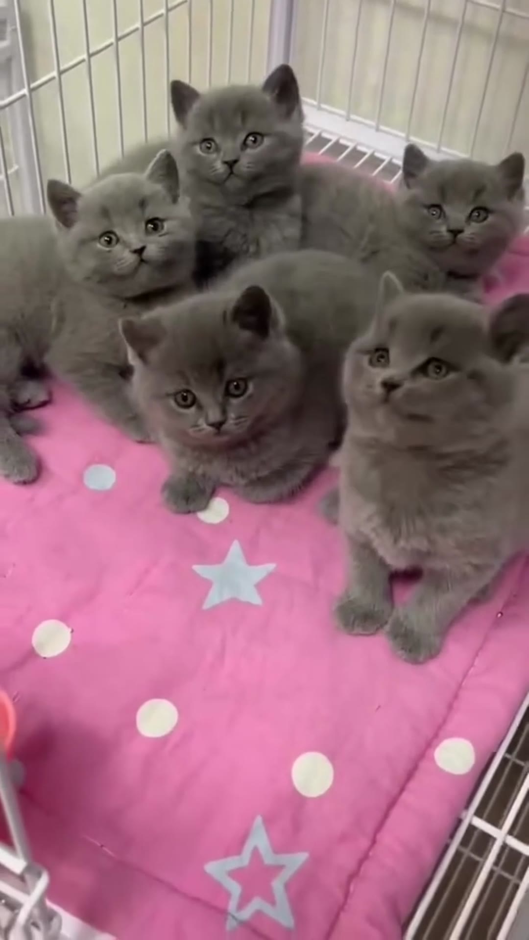 Video thumbnail for funny video