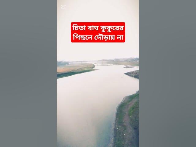 Video thumbnail for চিতা বাঘ কুকুরের পিছনে দৌড়ায় না #shorts #viralvideo #foryou #motivation #nature #relaxing