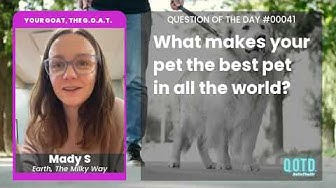 Video thumbnail for Mady's cats are highly intelligent. Cat brain power, activate!