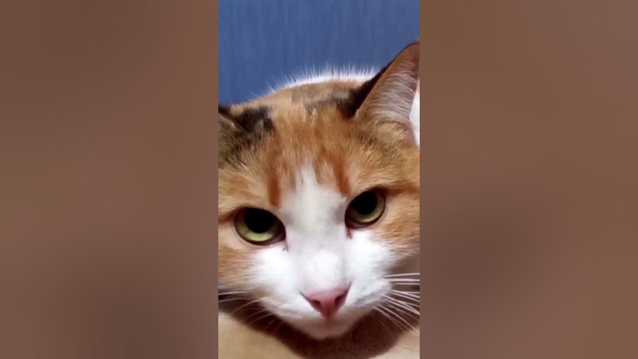Video thumbnail for Cute cat purring#shorts