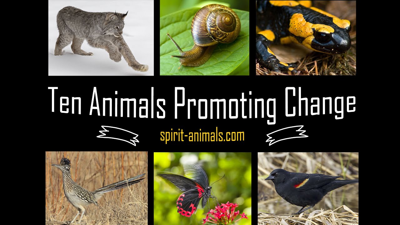 Video thumbnail for Ten Animals Promoting Change