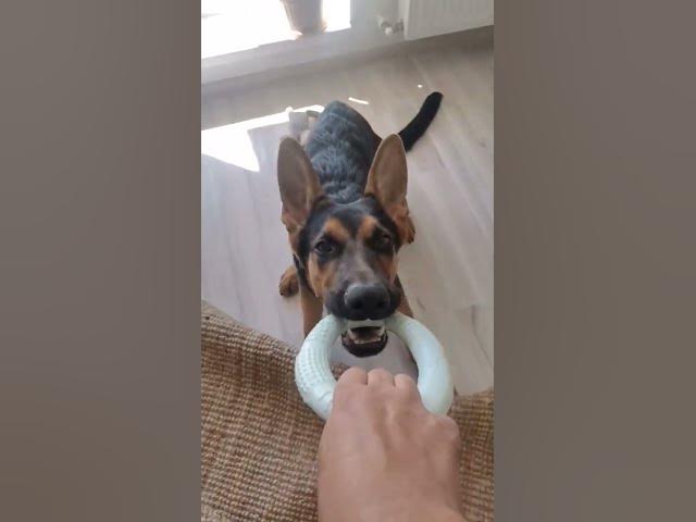 'Video thumbnail for #happy #happydog #love #germanshepherd #dog #gsd #gsdpuppy'