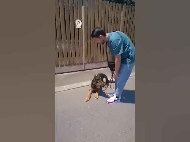 'Video thumbnail for #happydog #happy #woof #pet #puppy #germanshepherd #baloocreate #gsd #gsdpuppy'