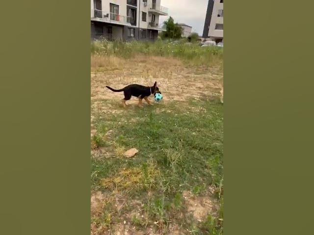 'Video thumbnail for #dog #happydog #germanshepherd #happy #gsdpuppy #gsd #puppy'