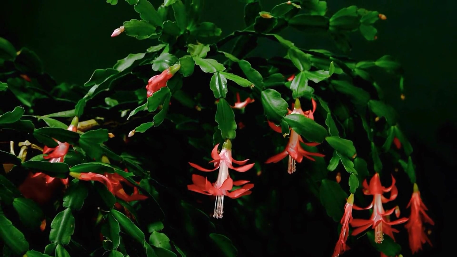 Video thumbnail for How To Grow A Christmas Cactus