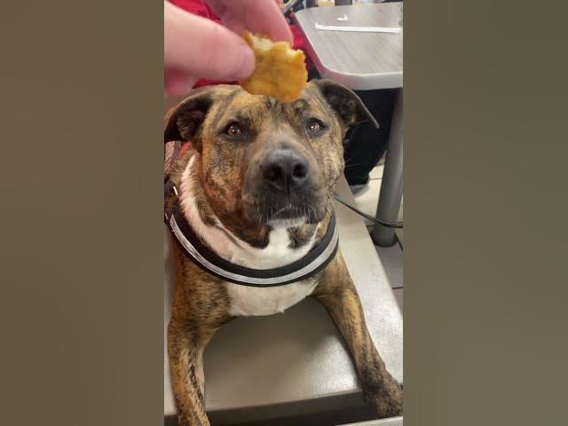 Video thumbnail for Chicken Nuggies!  #dog #dogs #chickennuggets