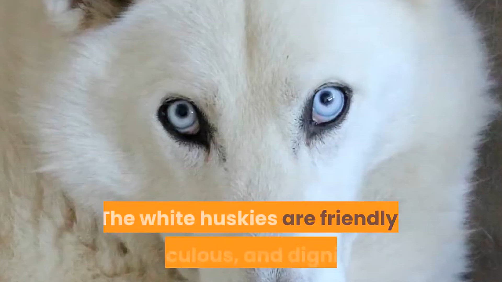 'Video thumbnail for White Husky : Things You Must Know Before Getting One'