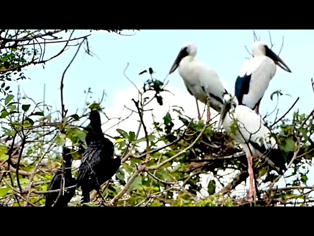 Video thumbnail for New area land, All crane wild bird come back for made nest alot