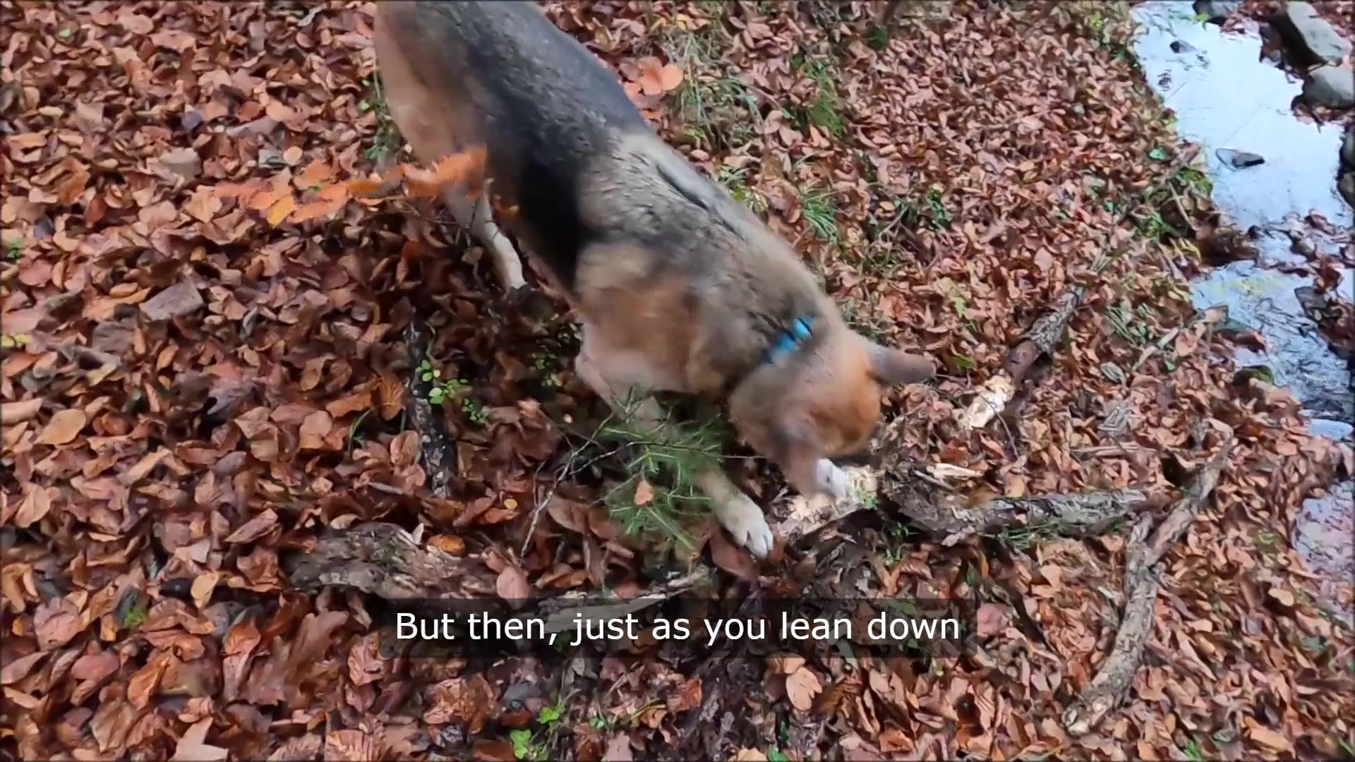 Video thumbnail for Dog Breath The Odious but Omnipotent Love of a Furry Friend