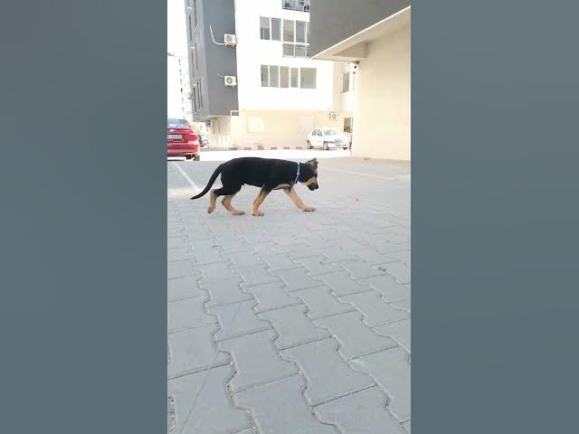 'Video thumbnail for German Shepherd Baloocreate'