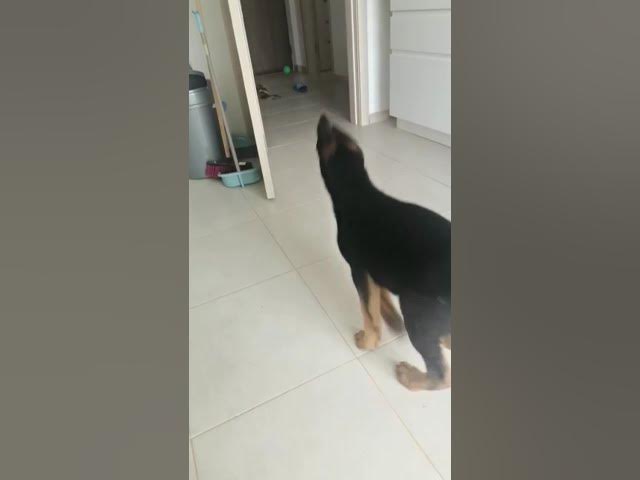 'Video thumbnail for #dog #gsdpuppy #gsd #germanshepherd #happydog #happy'