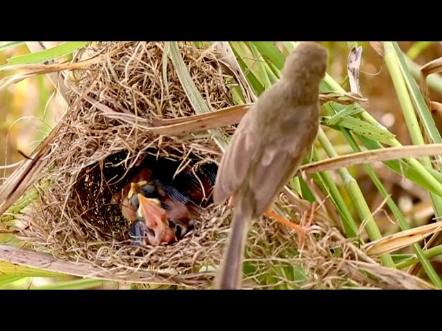 video of: Avian Appetite: Mother Bird Brings Home Dinner for Nestlings
