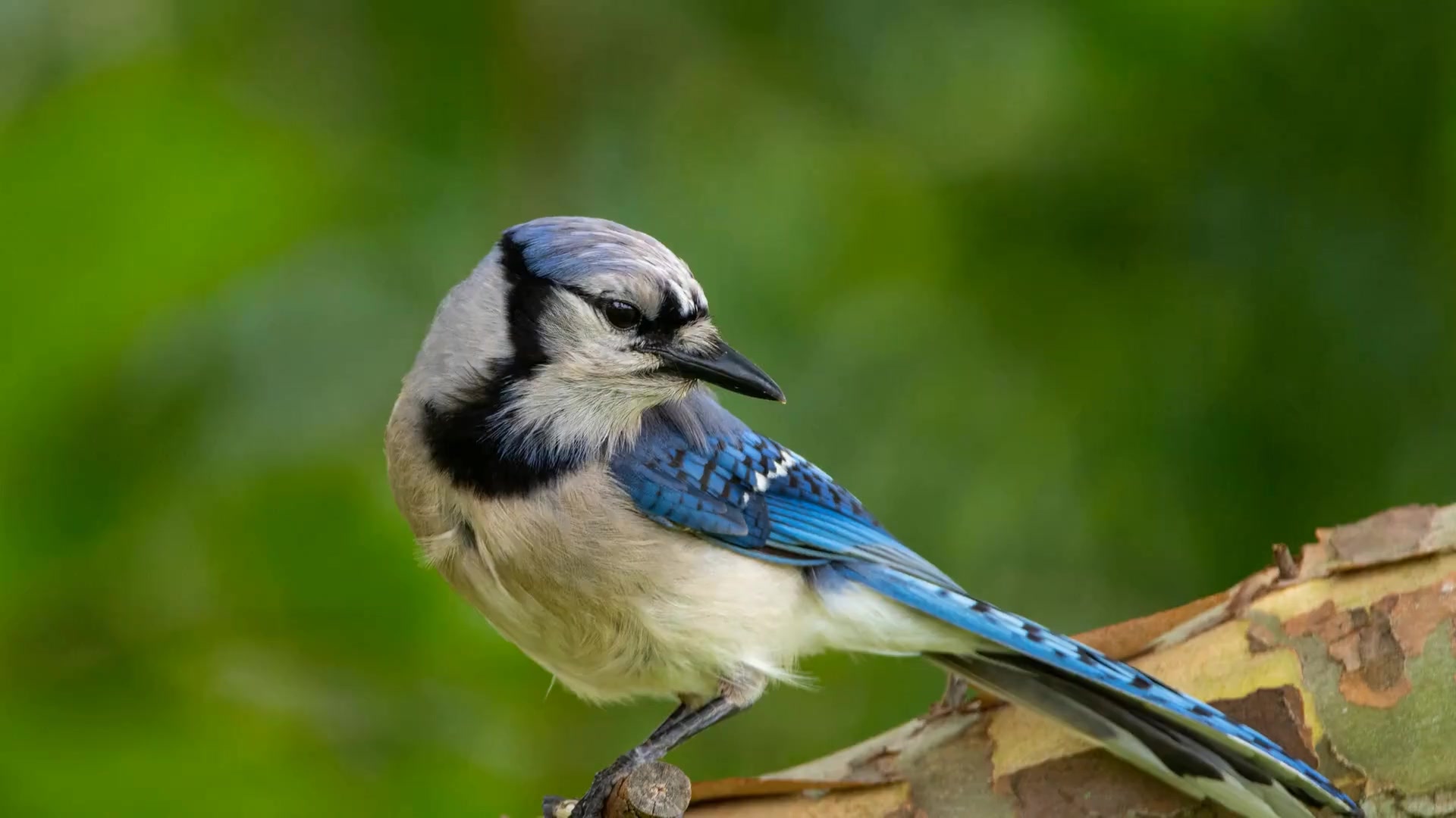 Video thumbnail for Common Backyard Birds in Florida: A Guide for Birdwatchers