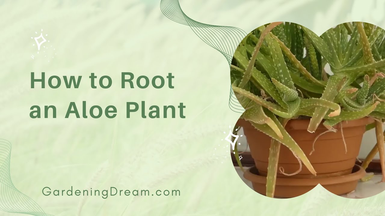 How to Repot Aloe Vera plants - Tips for Thriving Succulents - Plant  Propagation