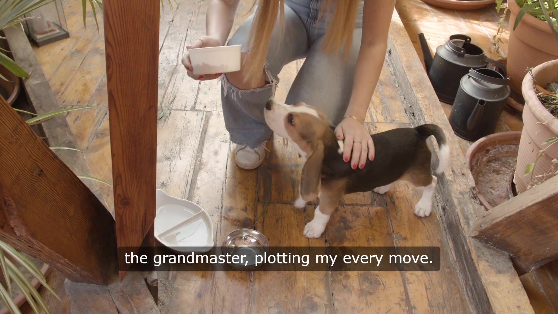 Video thumbnail for From Snooze to Snout The Dogs Guide to Herding Humans