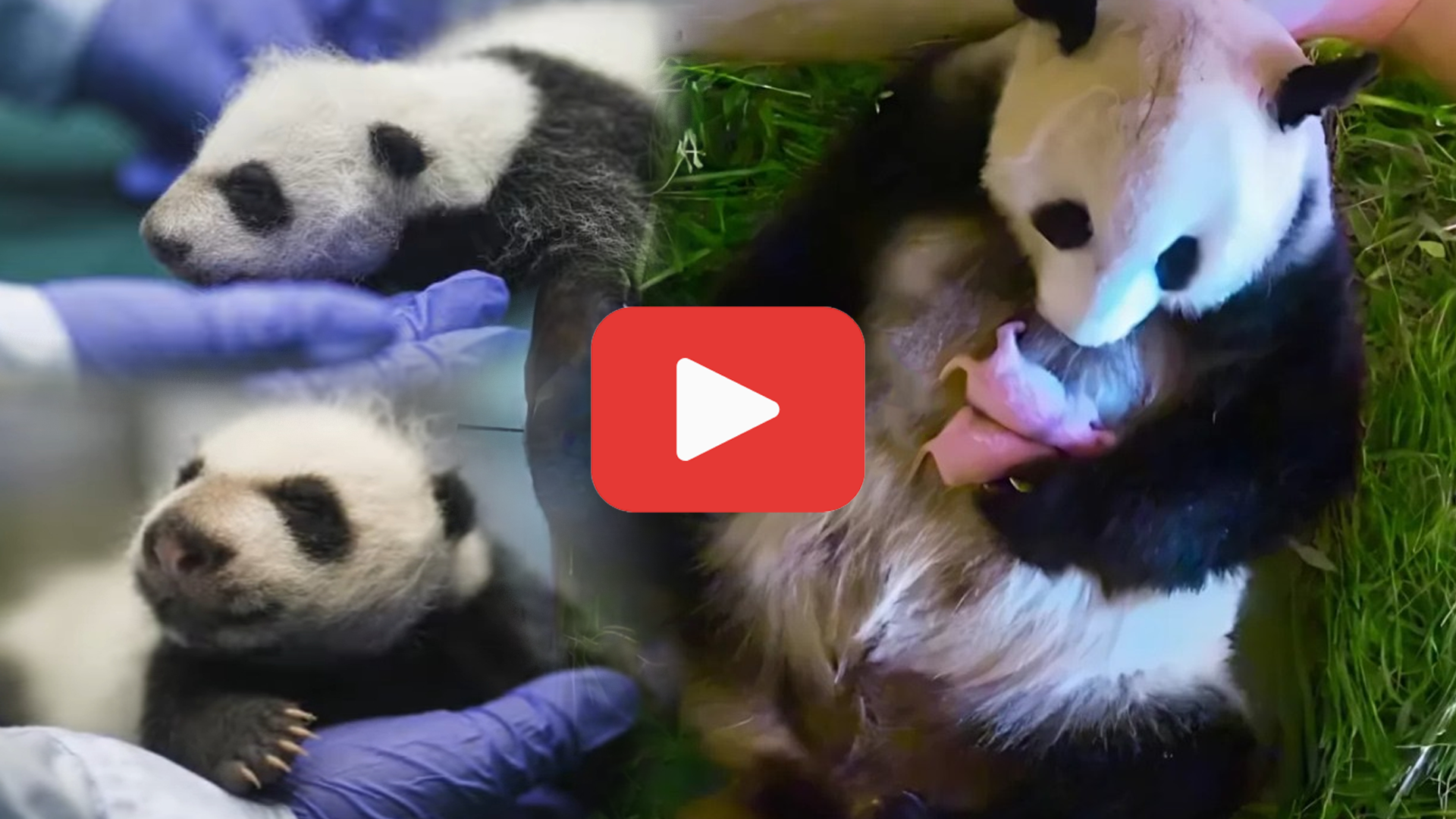 'Video thumbnail for Vet’s Jaw Drops as First-Time Panda Mom Reveals Her Newborn Cub'