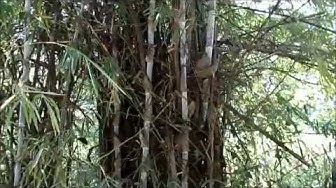 Video thumbnail for Trees in India/BAMBOO/Bamboo plant/Bamboo tree