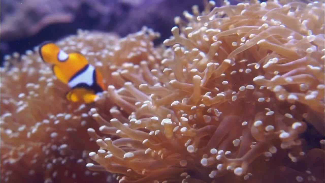 Video thumbnail for Clownfish ASMR