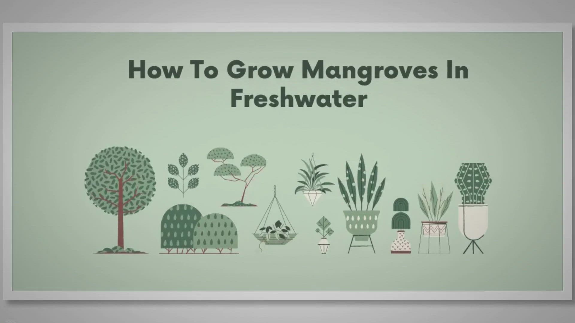 Video thumbnail for How To Grow Mangroves In Freshwater | SARPO