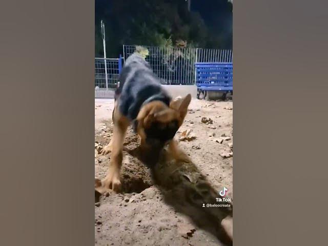'Video thumbnail for #gsdpuppy #dog #gsd #happy #happydog'