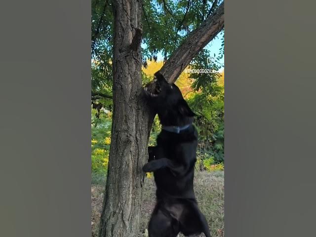 Video thumbnail for The Black Labrador Retriever Dog Got The Stick - Dog Jump Training