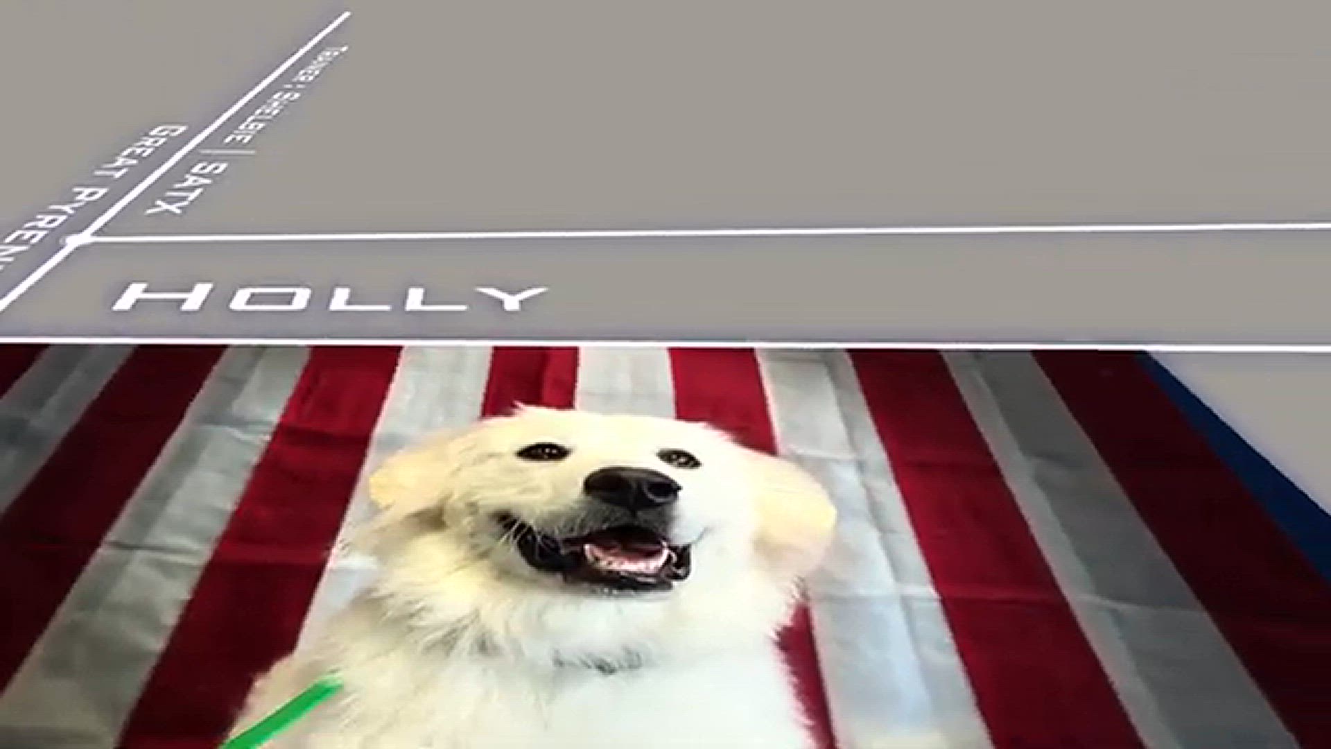 video of: Holly's 15 Day Transformation 10 month old Great Pyrenees