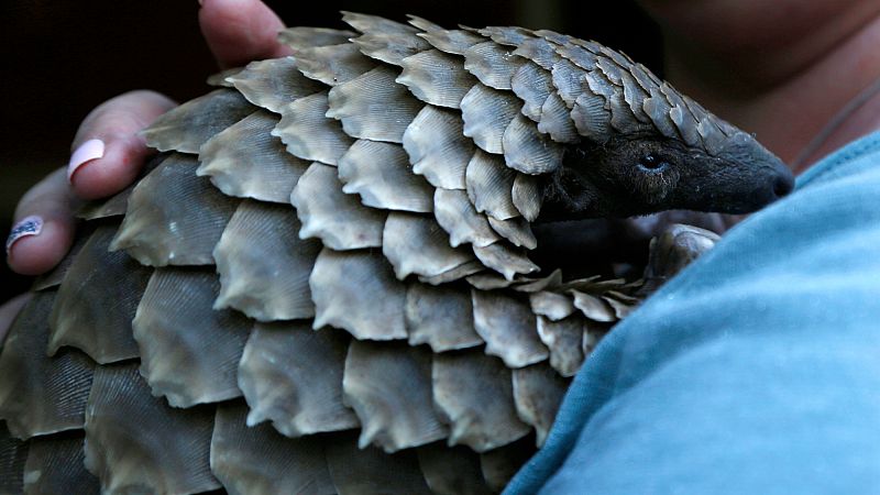 'Video thumbnail for New documentary shines light on plight of pangolins, one of the world's most trafficked mamals'