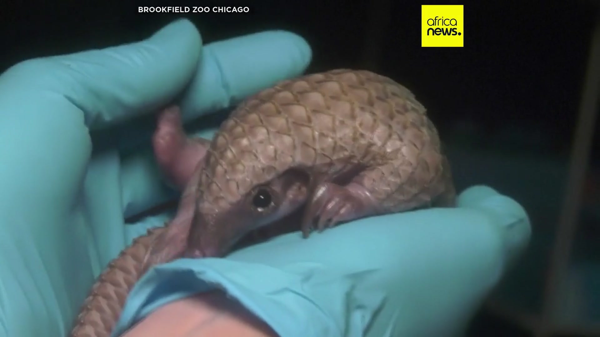 'Video thumbnail for New documentary shines light on plight of pangolins, one of the world's most trafficked mamals'