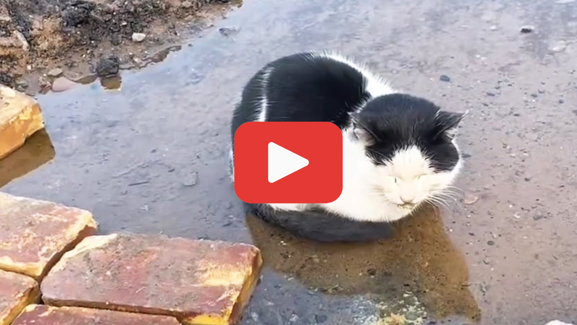 'Video thumbnail for Left to Die, a Sick Cat Lay in Cold Water Seeking Peace'