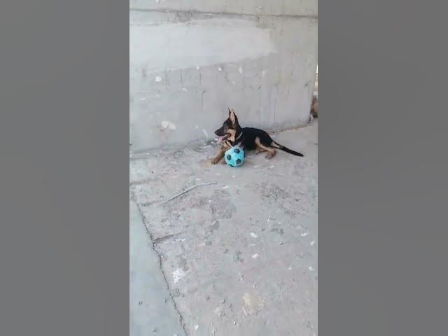 'Video thumbnail for #dog #happydog #germanshepherd #happy #gsdpuppy #gsd #puppy'