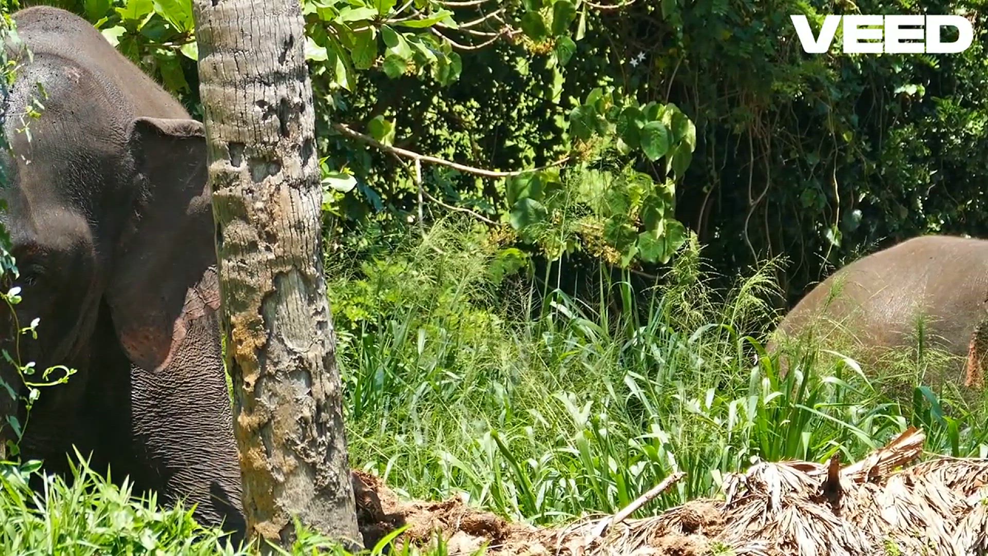 'Video thumbnail for Discover the Majestic World of Elephants'