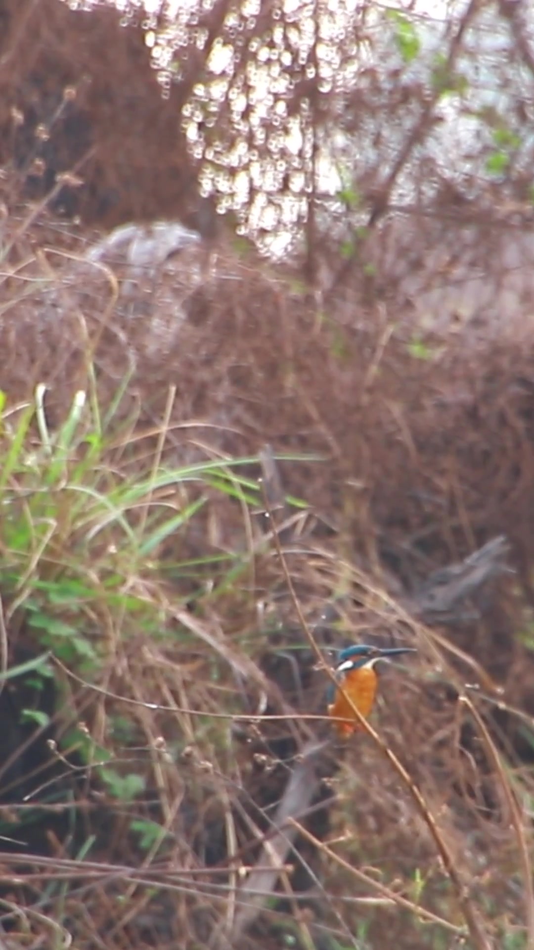 'Video thumbnail for Wild bird  4k | 70  #birds'