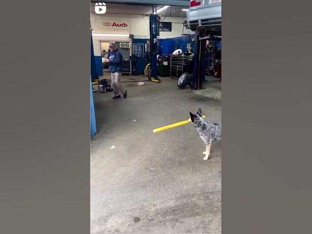 'Video thumbnail for Baseball Dog #baseball #niceshot #nicehit #happydogs #happydogs #sportdog'