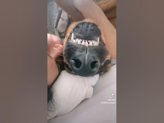 'Video thumbnail for #Morning #love #dogs #dog #gsd'