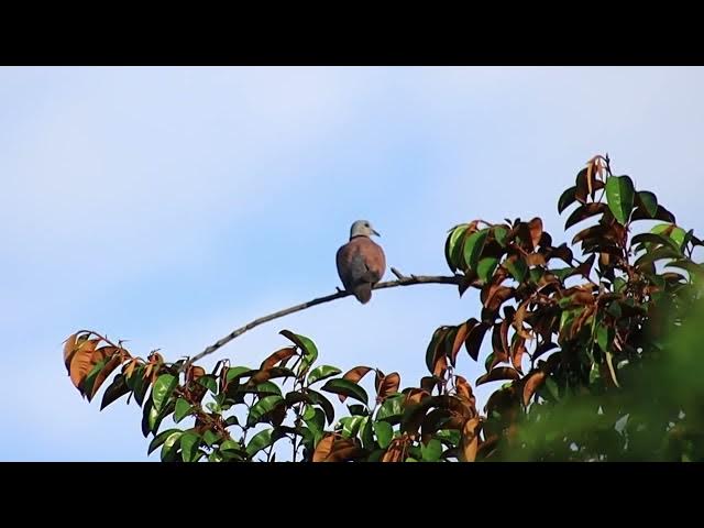 Video thumbnail for Amazing place wild dove on tree
