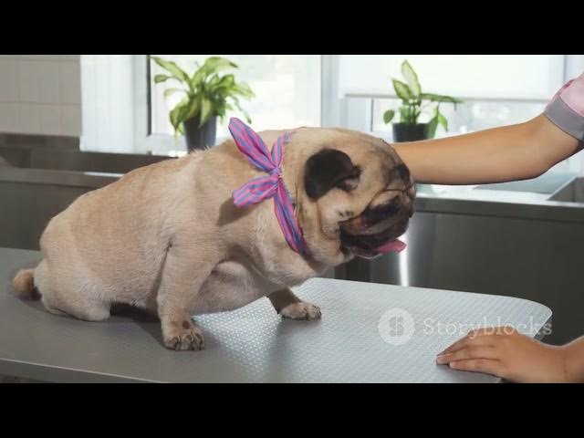 'Video thumbnail for Why do Dogs Lick their Paws?'