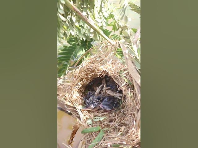 Video thumbnail for Babies Bird Cries Feed Eat (EP-93)  #birds #nature #birdfeeding #birdwatching